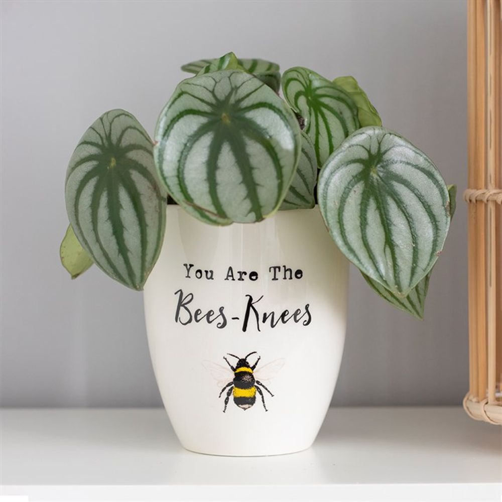 You Are the Bees Knees Pot